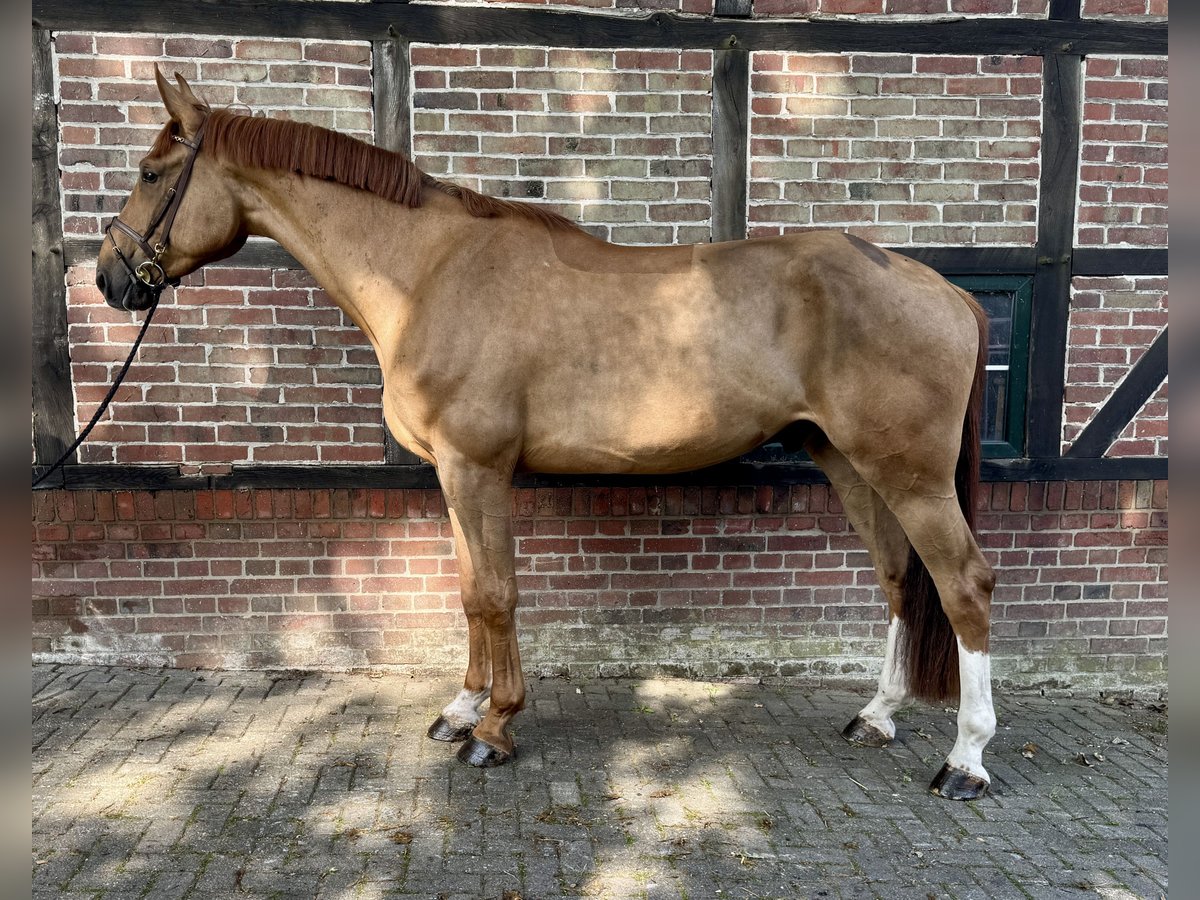 Oldenburg-International (OS) Gelding 4 years 17 hh Chestnut in Horstmar
