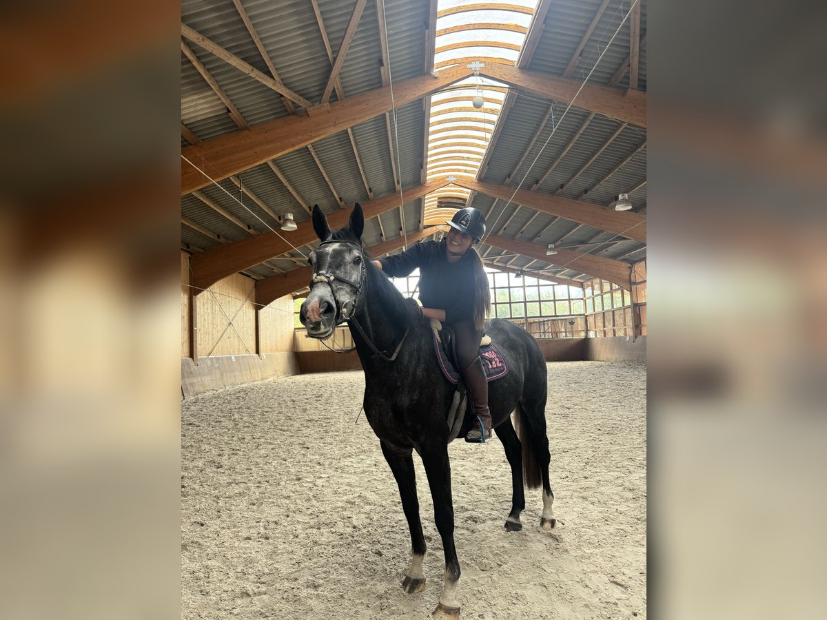 Oldenburg-International (OS) Gelding 4 years 17 hh Grey-Dark-Tan in Gifhorn
