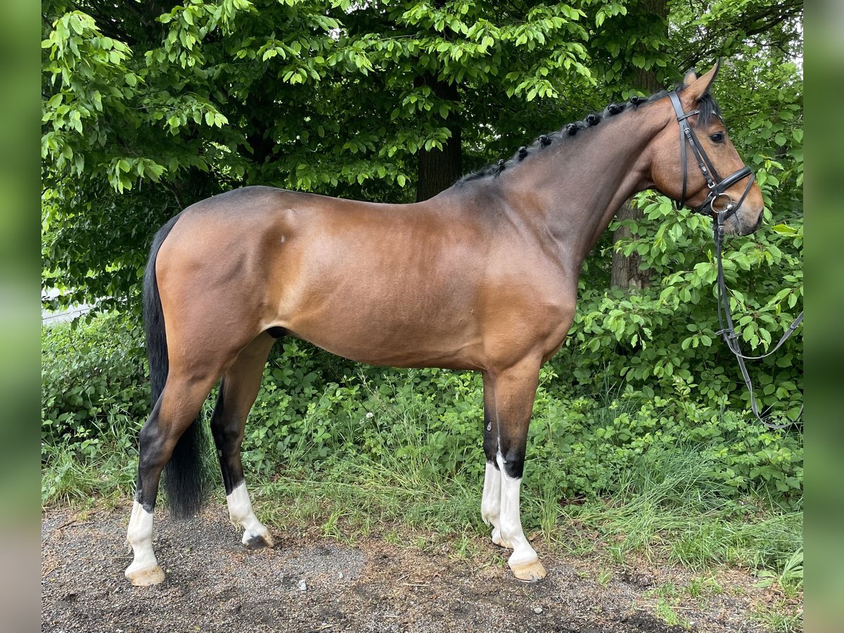 Oldenburg-International (OS) Gelding 5 years 15,2 hh Brown in Overath