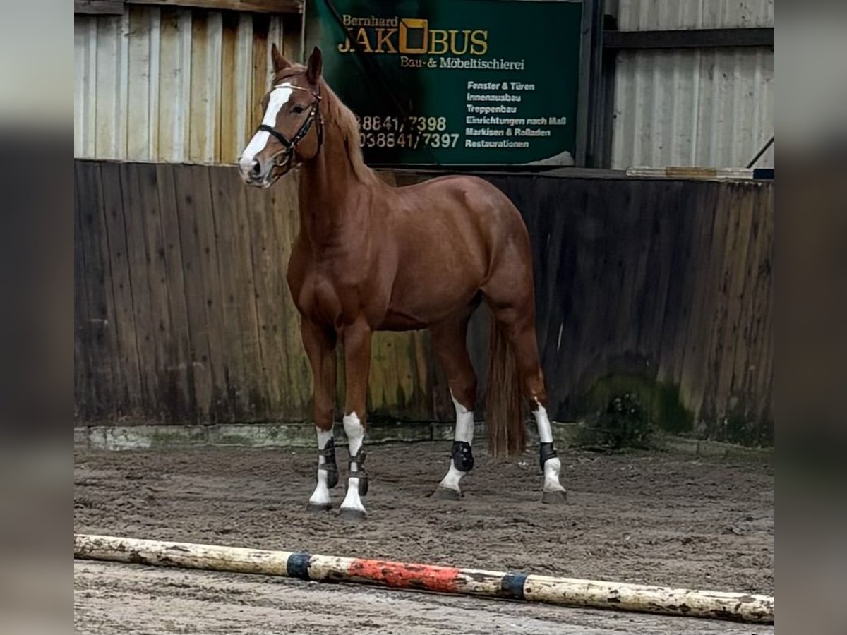 Oldenburg-International (OS) Gelding 5 years 16,1 hh Chestnut-Red in L&#xFC;btheen
