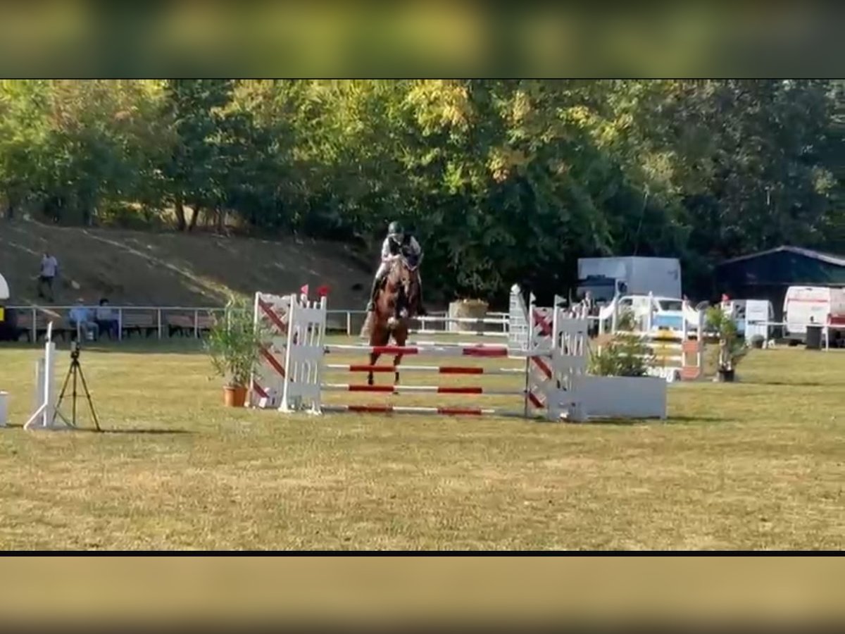 Oldenburg-International (OS) Gelding 5 years 16,1 hh Brown in Hettstedt