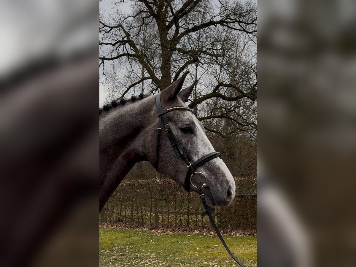 Oldenburg-International (OS) Gelding 5 years 16,2 hh Grey in Vechta