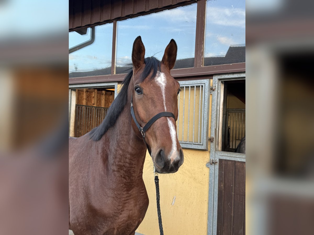 Oldenburg-International (OS) Gelding 5 years 17 hh Brown in Luhm&#xFC;hlen