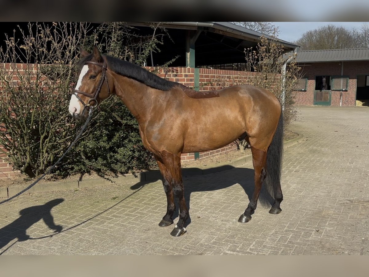 Oldenburg-International (OS) Gelding 6 years 15,3 hh Brown in Nettetal