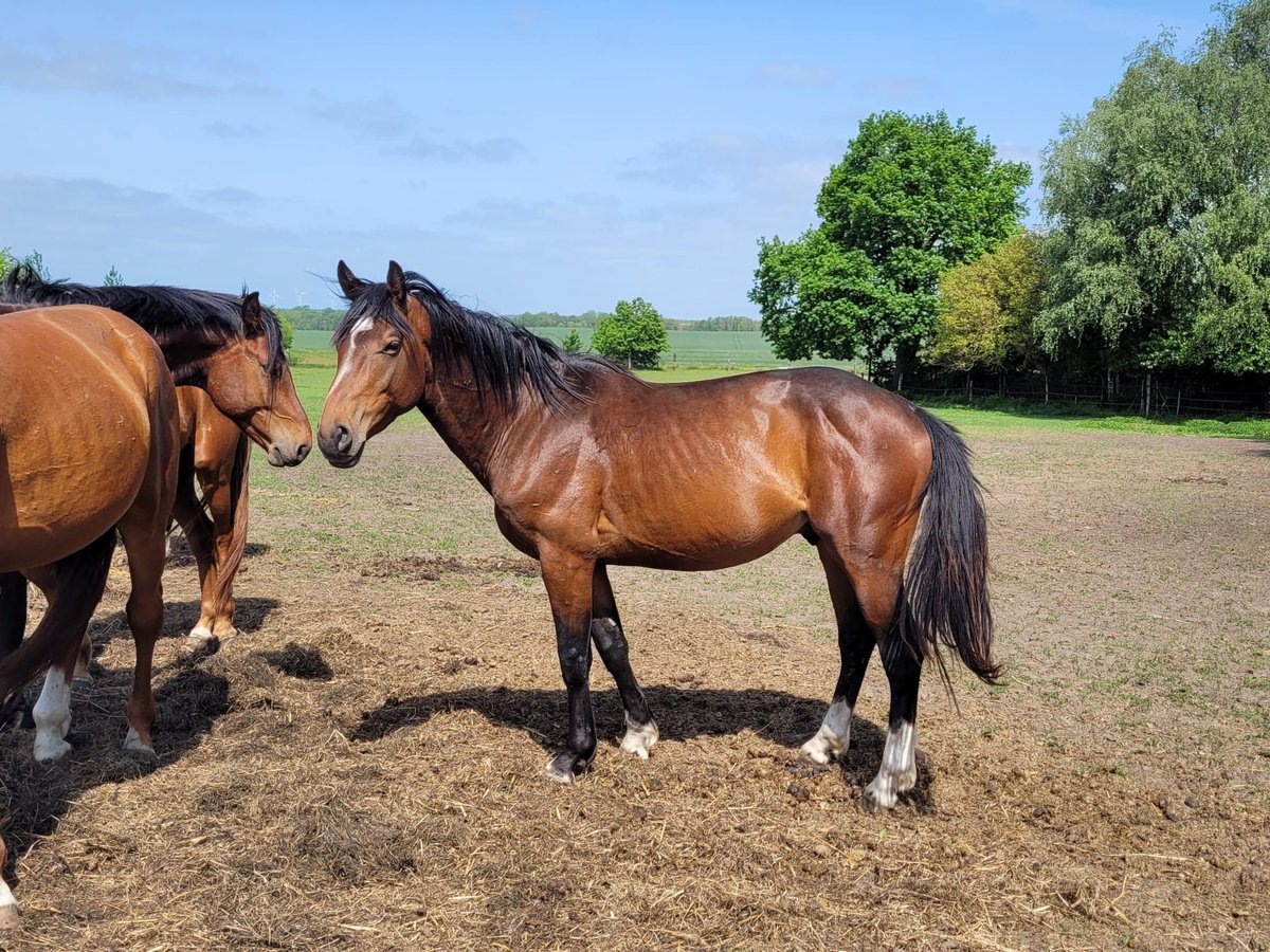 Oldenburg-International (OS) Gelding 6 years 16 hh Bay-Dark in Sassen-Trantow
