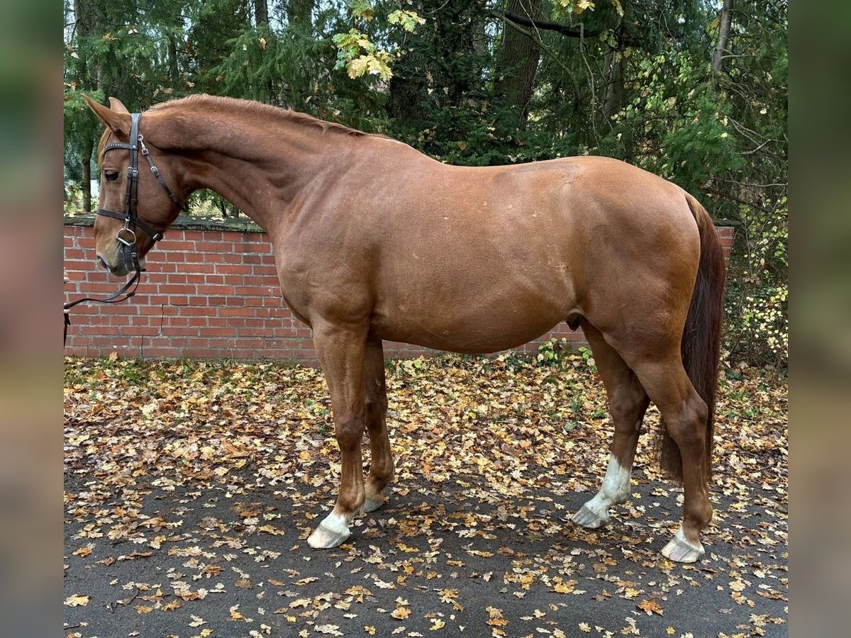 Oldenburg-International (OS) Gelding 6 years 16,1 hh Chestnut-Red in Lachendorf