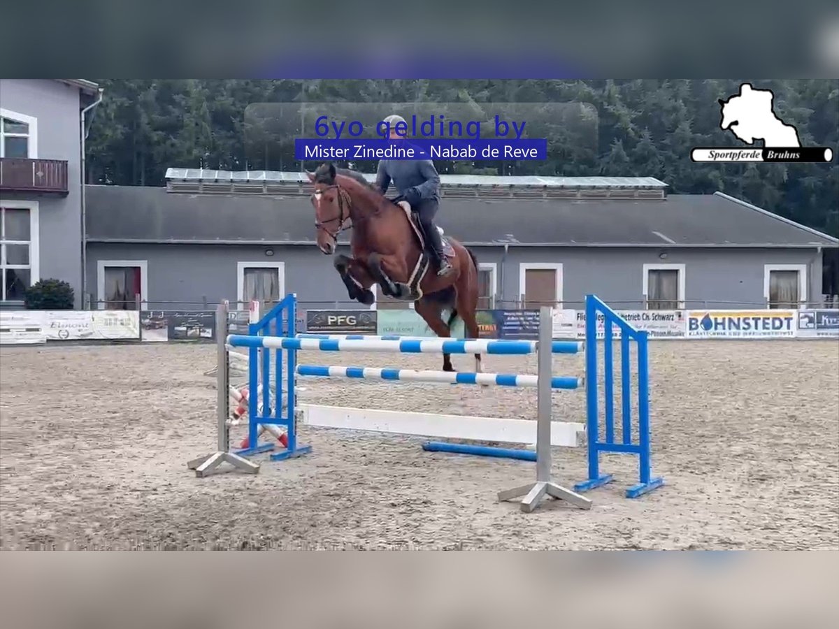 Oldenburg-International (OS) Gelding 6 years 17 hh Brown in Gadow