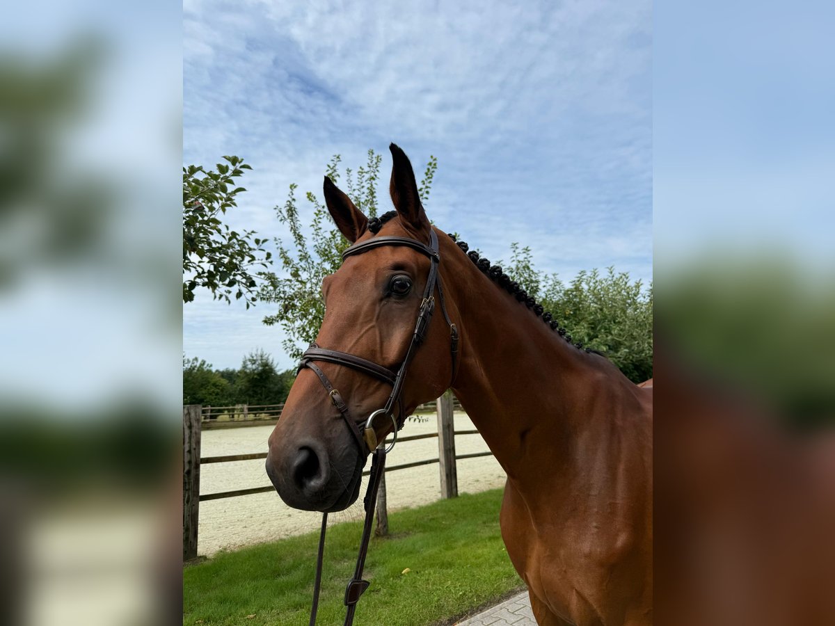Oldenburg-International (OS) Gelding 6 years Brown in Visbek