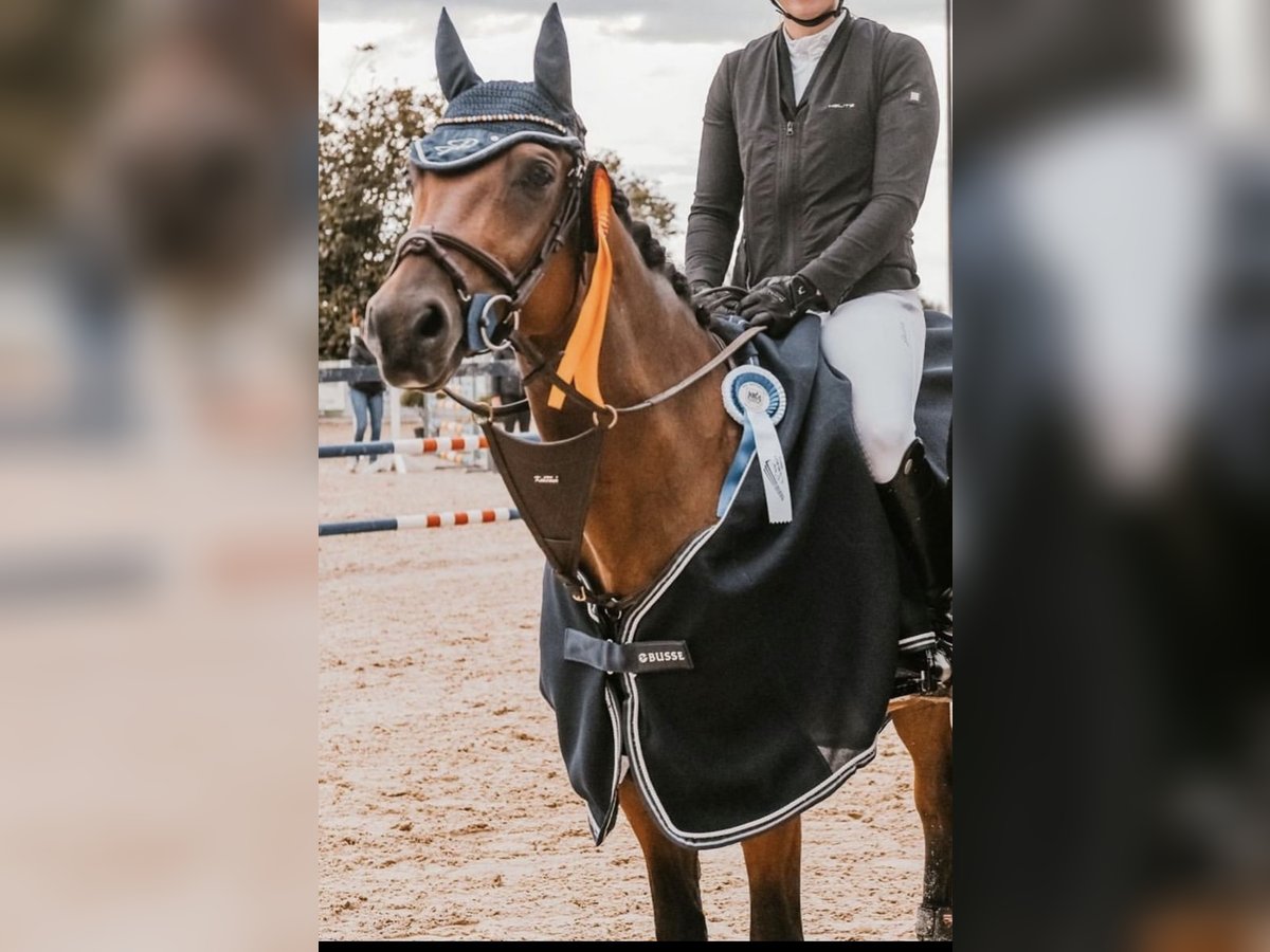 Oldenburg-International (OS) Gelding 7 years 15,2 hh Brown in Ellwangen (Jagst)