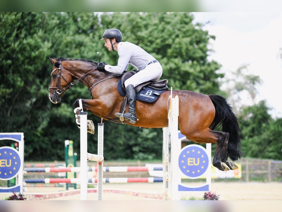 Oldenburg-International (OS) Gelding 7 years 16 hh Bay-Dark in Worms