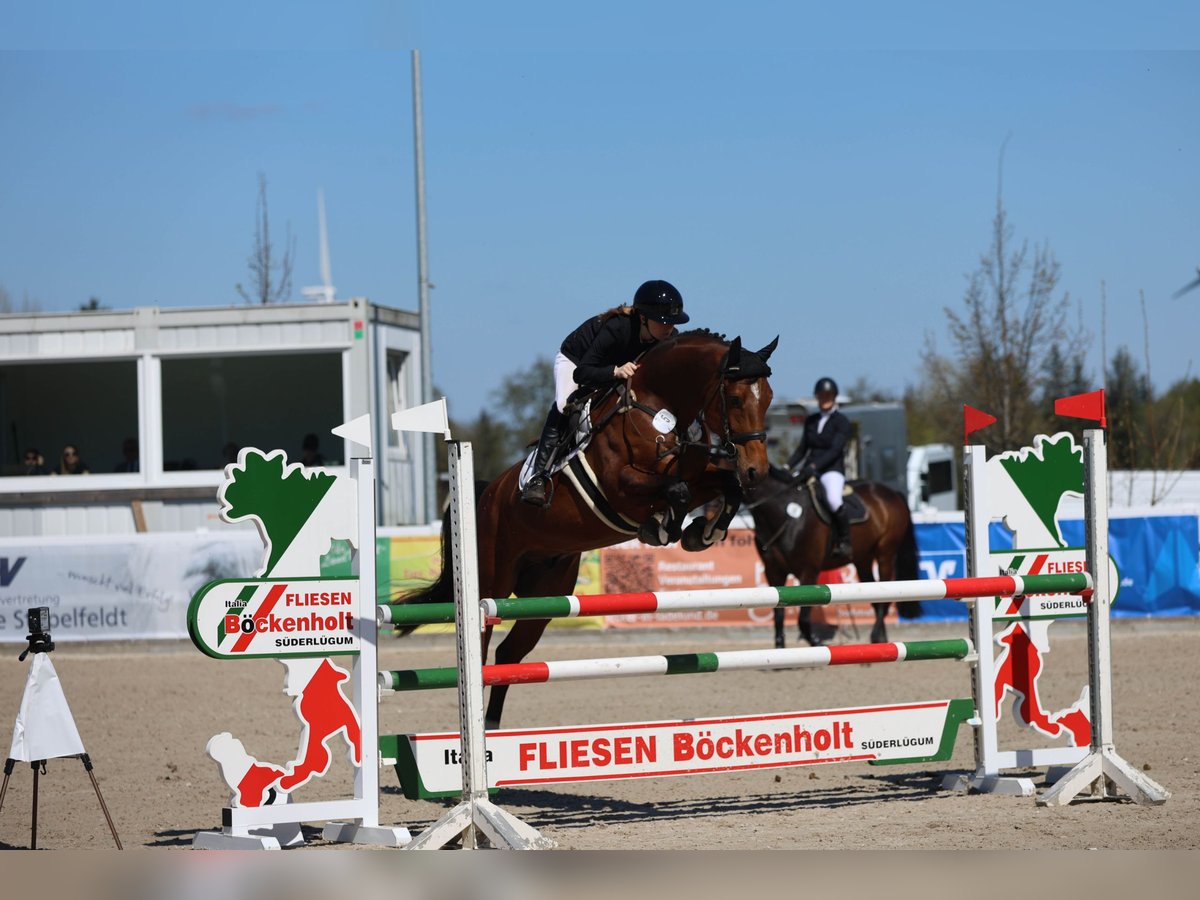 Oldenburg-International (OS) Gelding 7 years 16,1 hh Brown in Galmsb&#xFC;ll