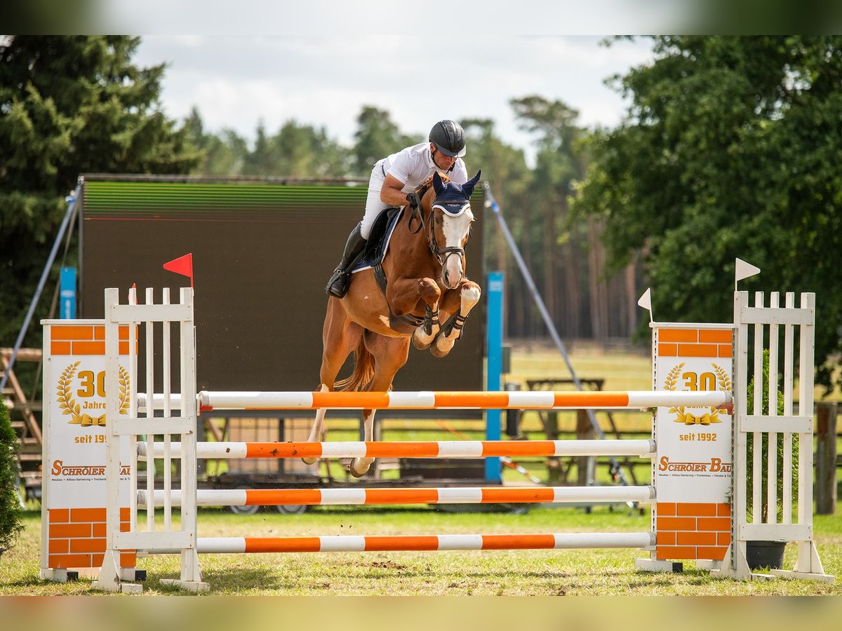 Oldenburg-International (OS) Gelding 7 years 16,1 hh Chestnut-Red in L&#xF6;bnitz