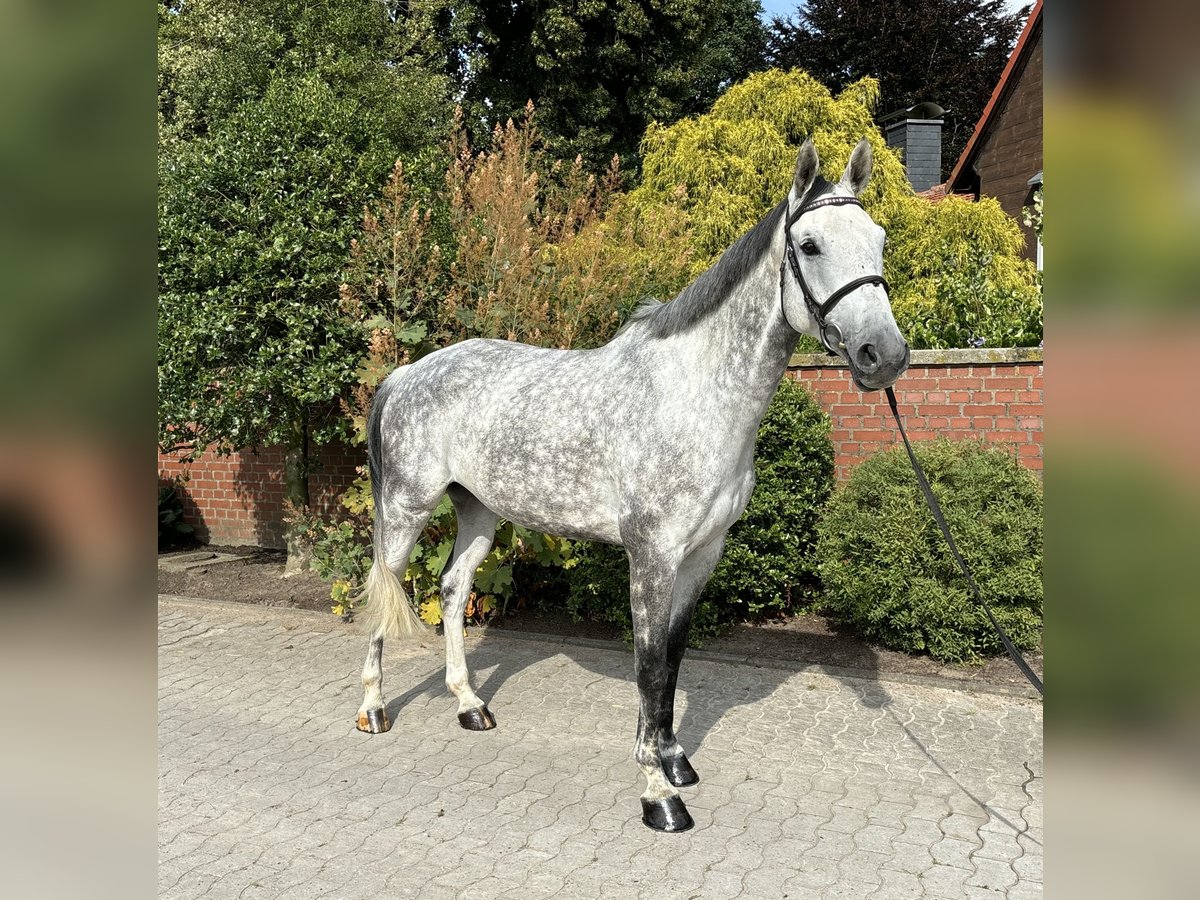 Oldenburg-International (OS) Gelding 7 years 16,2 hh Grey-Dapple in Wunstorf