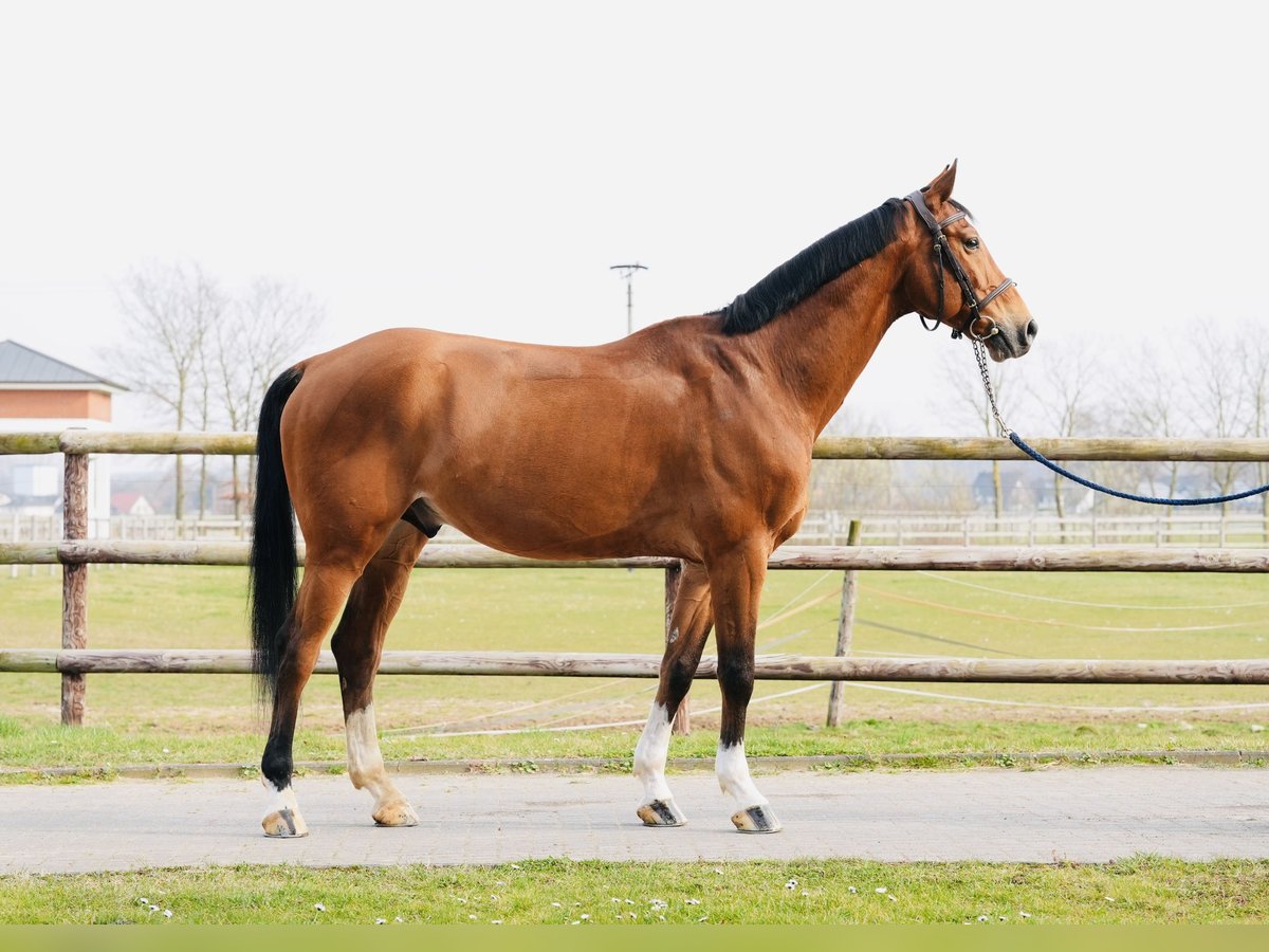 Oldenburg-International (OS) Gelding 7 years Brown in Z&#xFC;lpich