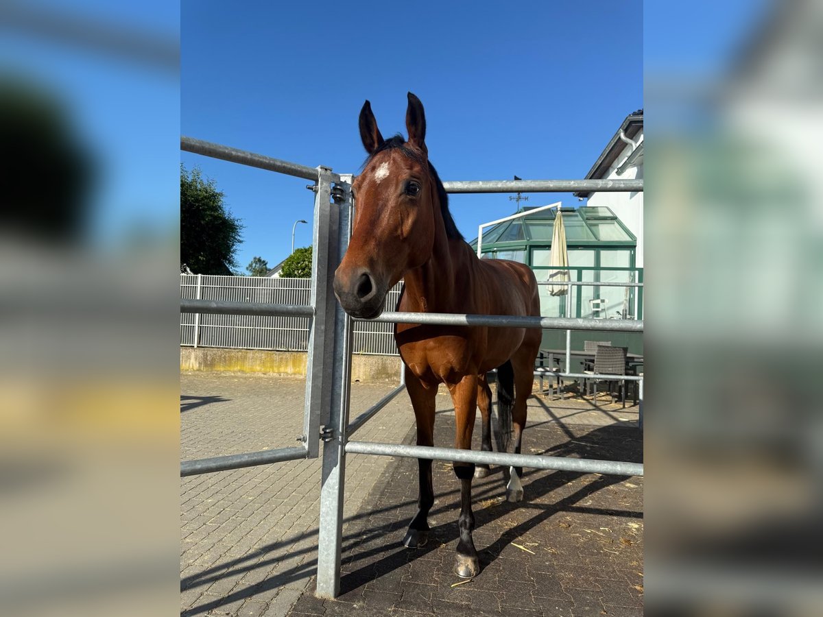 Oldenburg-International (OS) Gelding 8 years 16,1 hh Brown in Vettwei&#xDF;