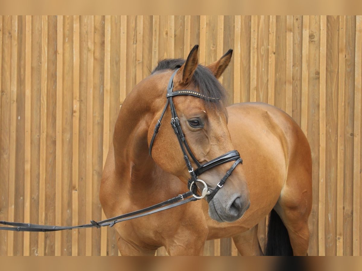 Oldenburg-International (OS) Gelding 8 years 16,2 hh Brown in Langlingen Oldenburg-International (OS) Gelding 8 years 16,2 hh Brown in Langlingen