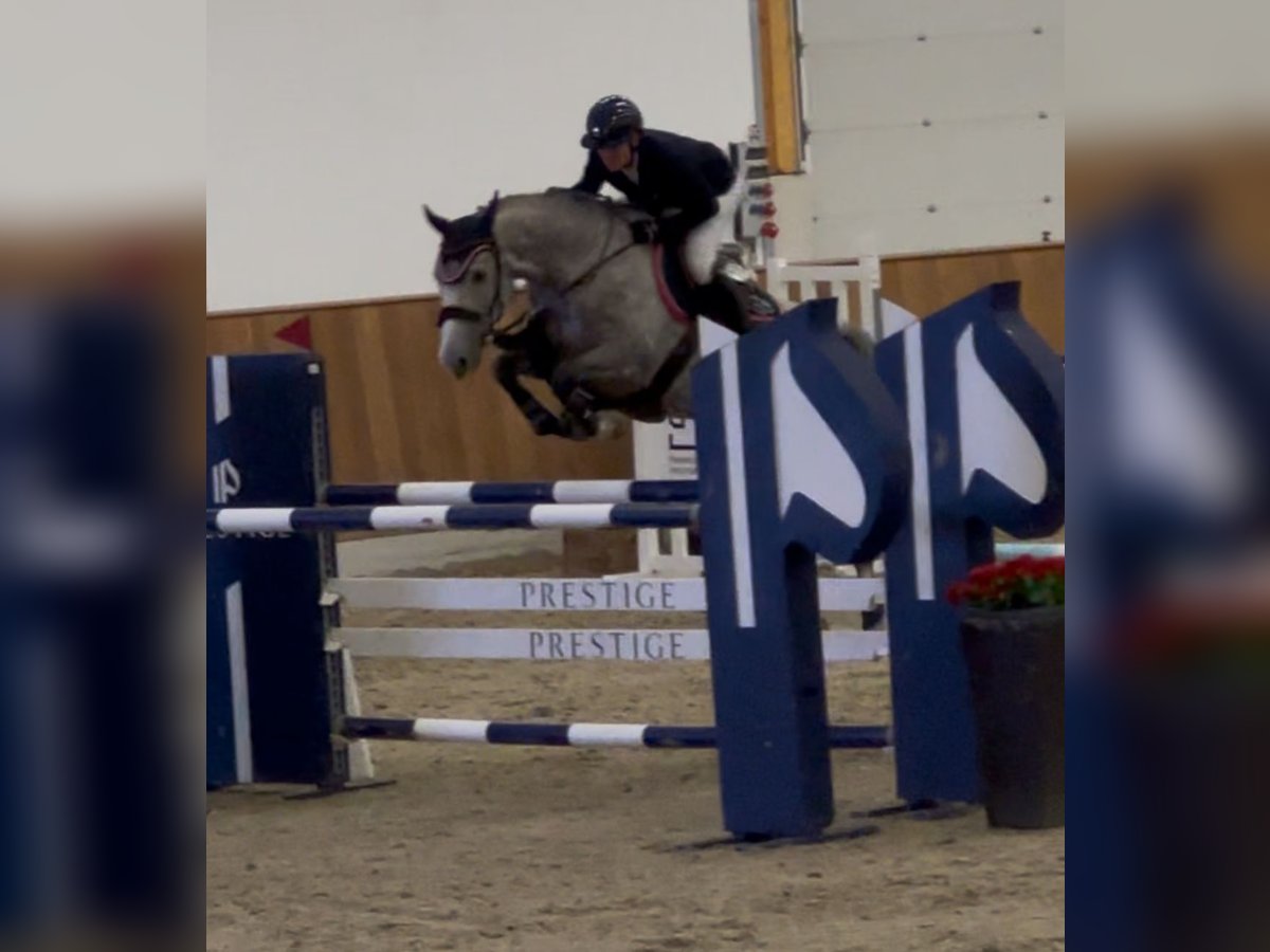Oldenburg-International (OS) Gelding 8 years 16,2 hh Grey in SassenbergSassenberg