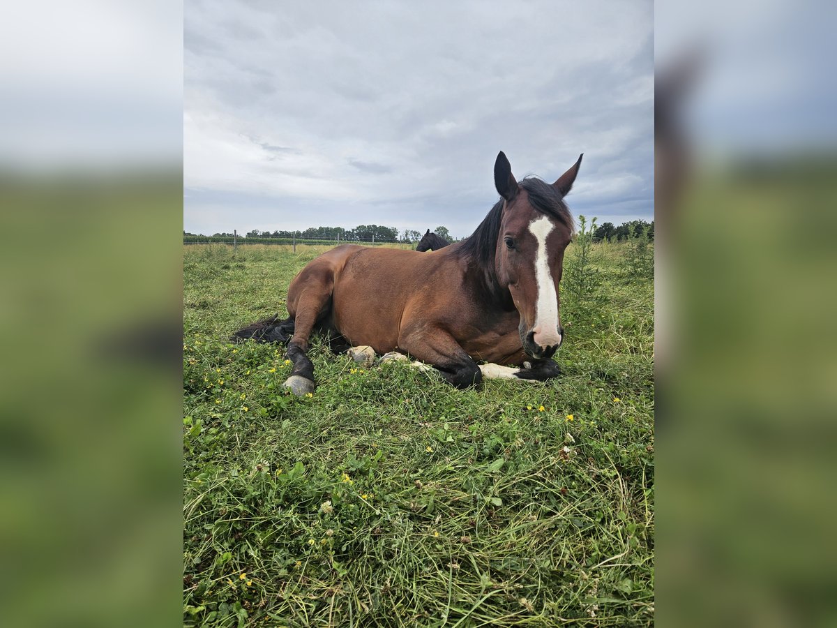 Oldenburg-International (OS) Gelding 8 years 16,3 hh Brown in Neubau