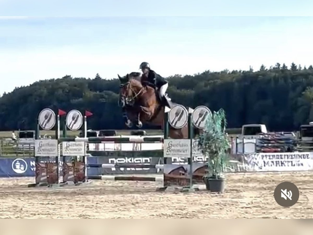 Oldenburg-International (OS) Gelding 8 years 17,1 hh Brown in Laufen