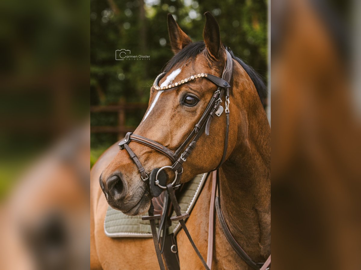 Oldenburg-International (OS) Gelding 9 years 16,1 hh Brown in Heddesheim
