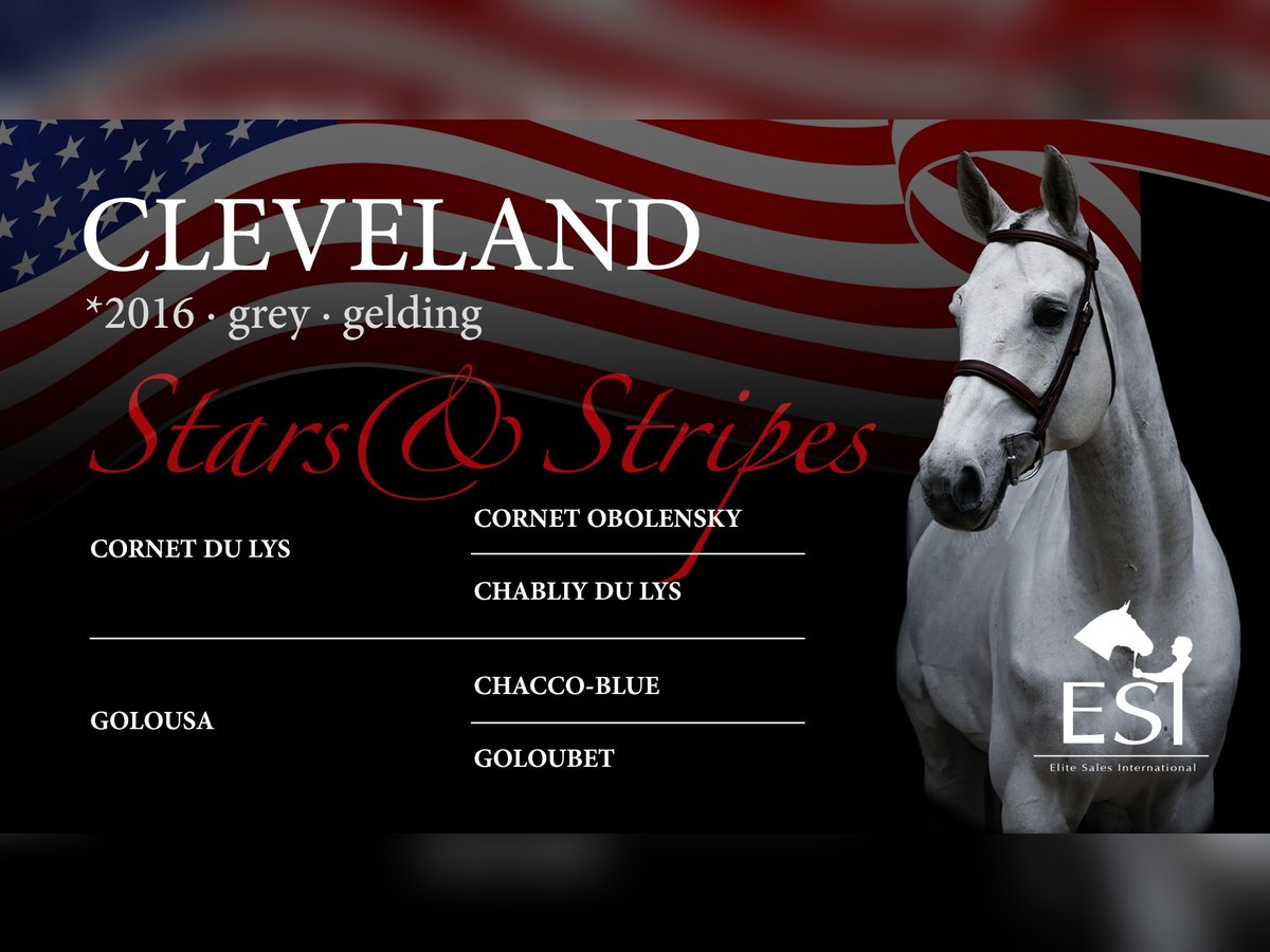 Oldenburg-International (OS) Gelding 9 years 16,3 hh Gray in Lastrup