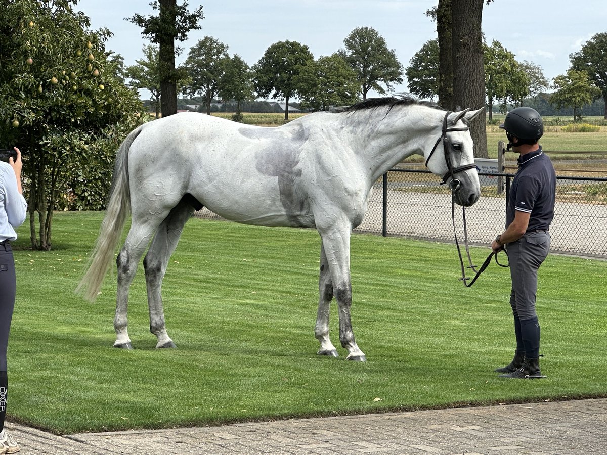 Oldenburg-International (OS) Gelding 9 years 17 hh Grey in Bad Kreuznach