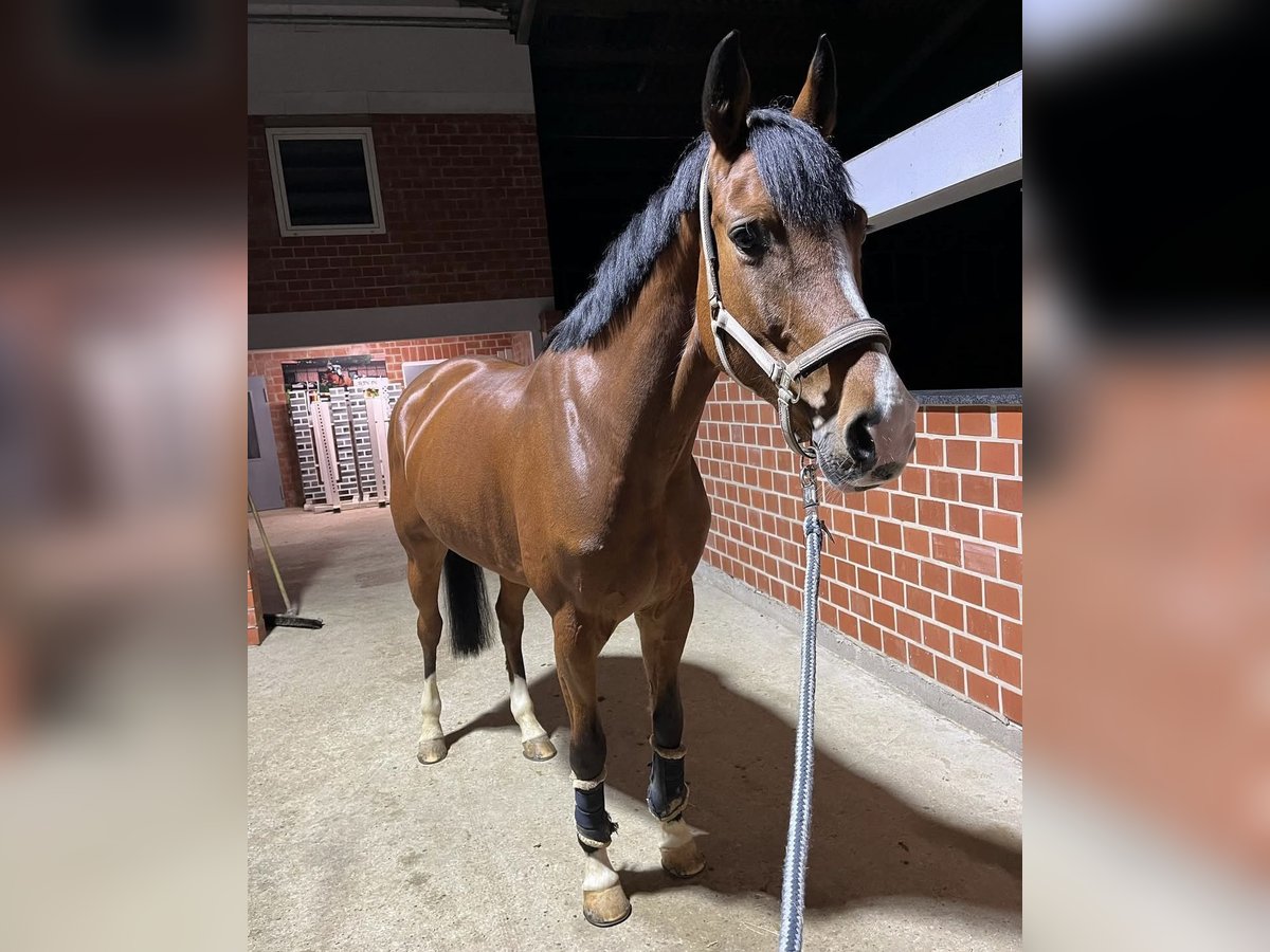 Oldenburg-International (OS) Mare 10 years 16,1 hh Brown in Osnabr&#xFC;ck