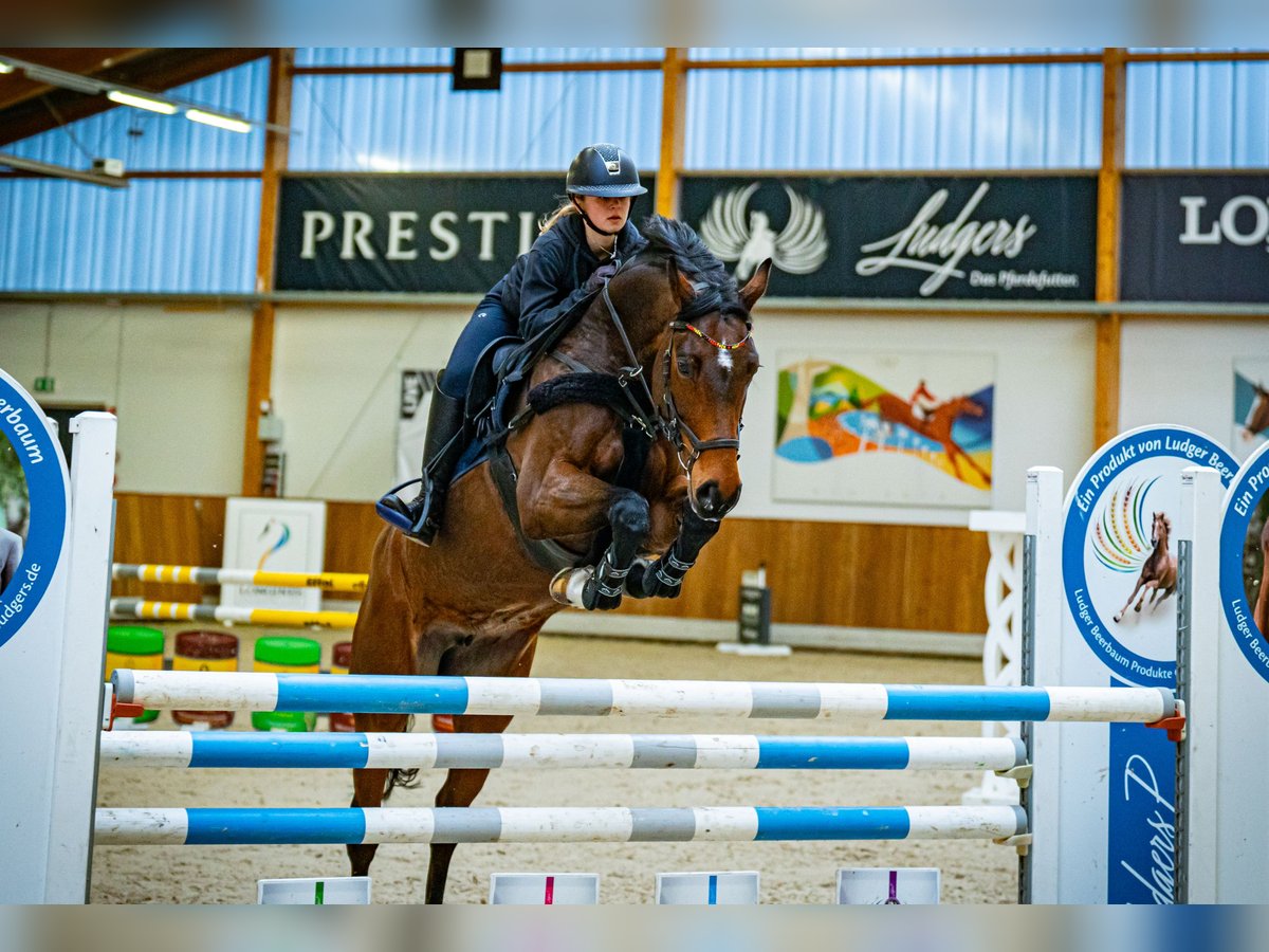 Oldenburg-International (OS) Mare 11 years 16 hh Brown in Schlo&#xDF; Holte-Stukenbrock