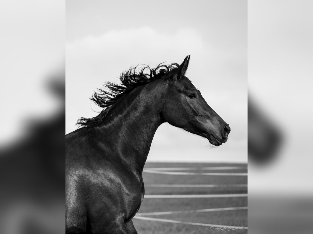 Oldenburg-International (OS) Mare 12 years 16 hh Brown in Oberstreu Oldenburg-International (OS) Mare 12 years 16 hh Brown in Oberstreu