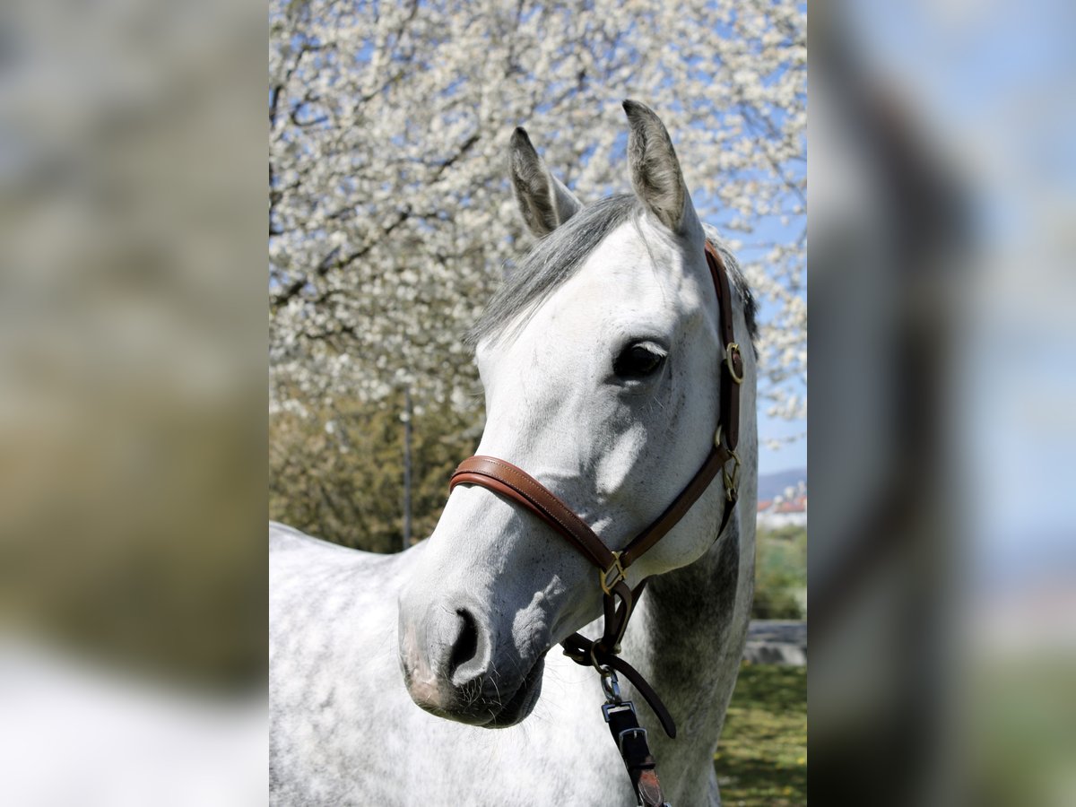 Oldenburg-International (OS) Mare 12 years 16 hh Grey-Fleabitten in Frankfurt am Main