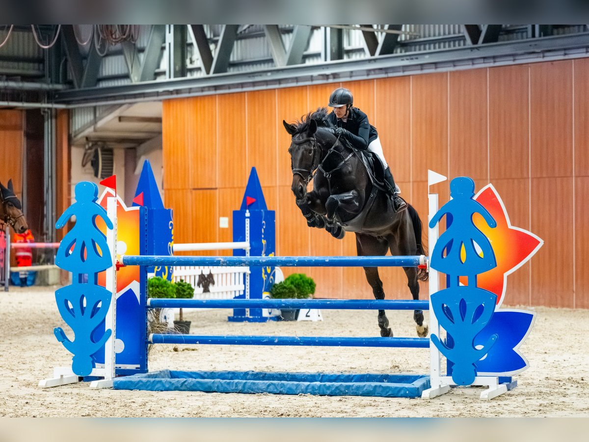 Oldenburg-International (OS) Mare 12 years 16,1 hh Smoky-Black in Zalrz&#xF3;w