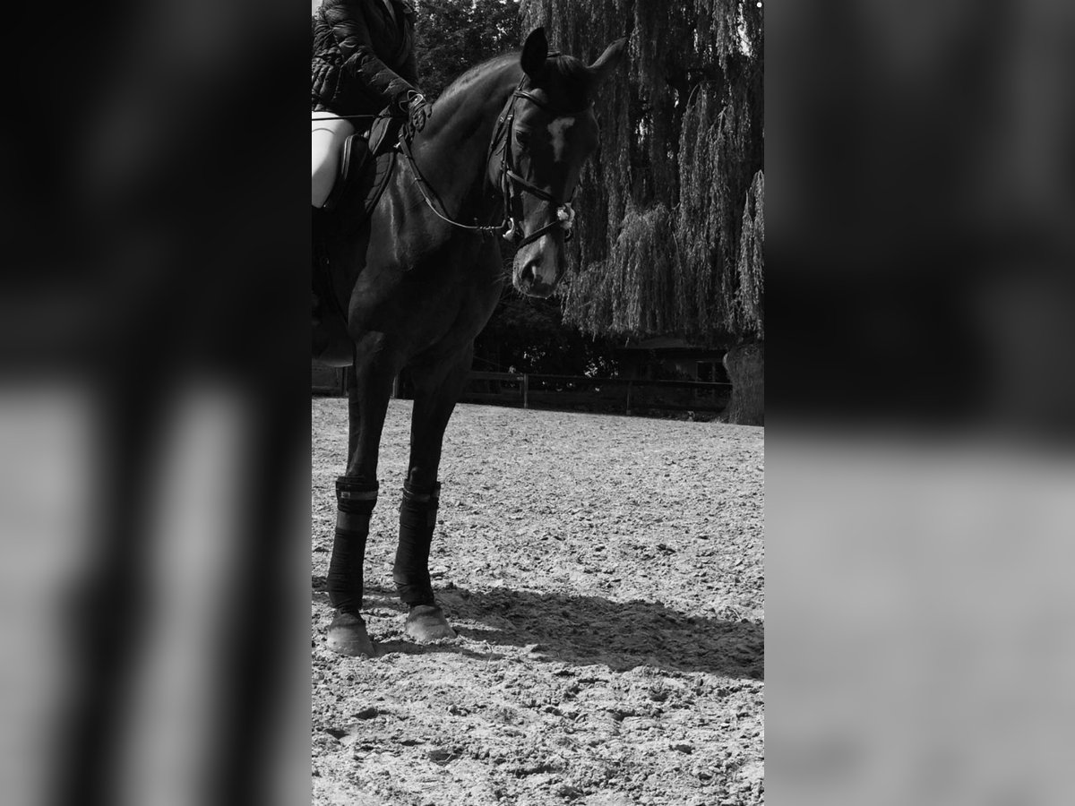 Oldenburg-International (OS) Mare 12 years 16,2 hh Brown in Schwerin