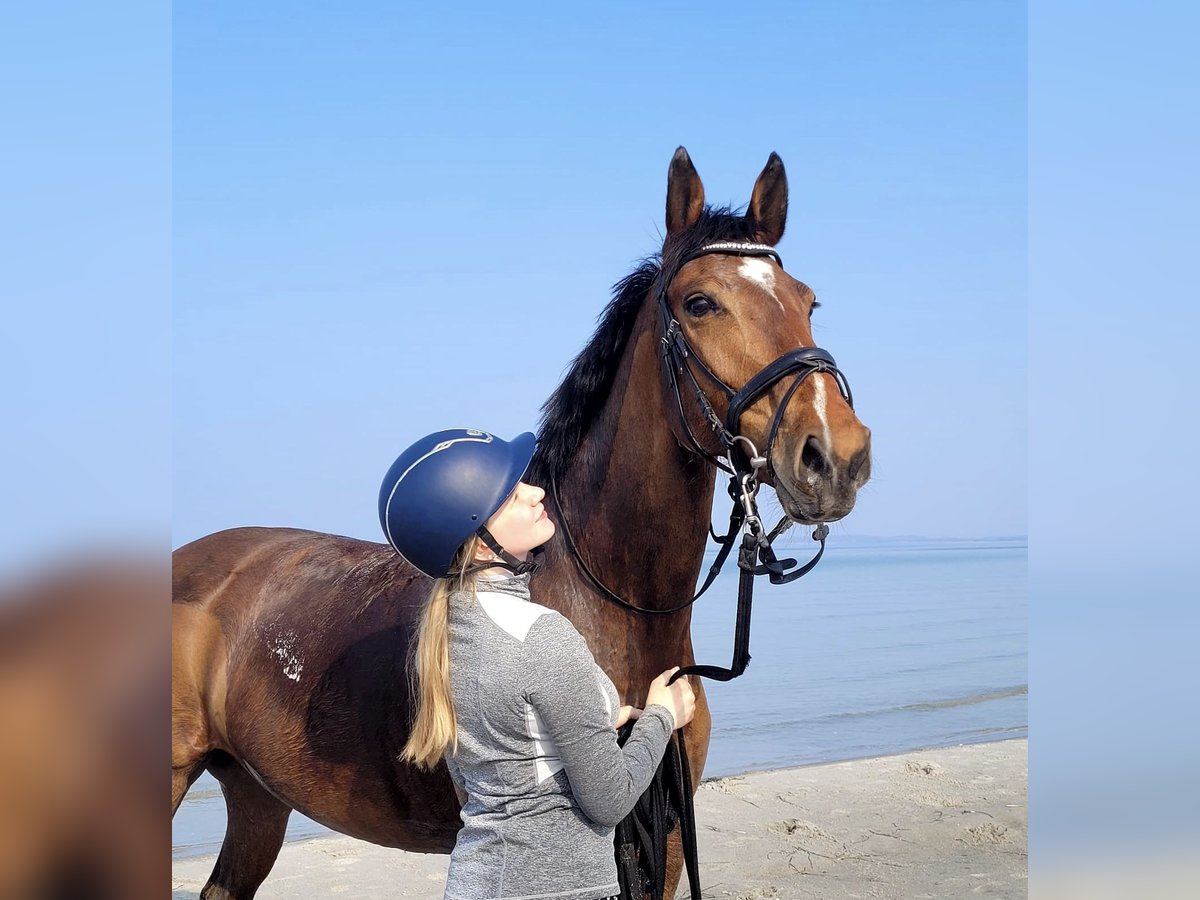 Oldenburg-International (OS) Mare 12 years Brown in Behrensdorf Oldenburg-International (OS) Mare 12 years Brown in Behrensdorf