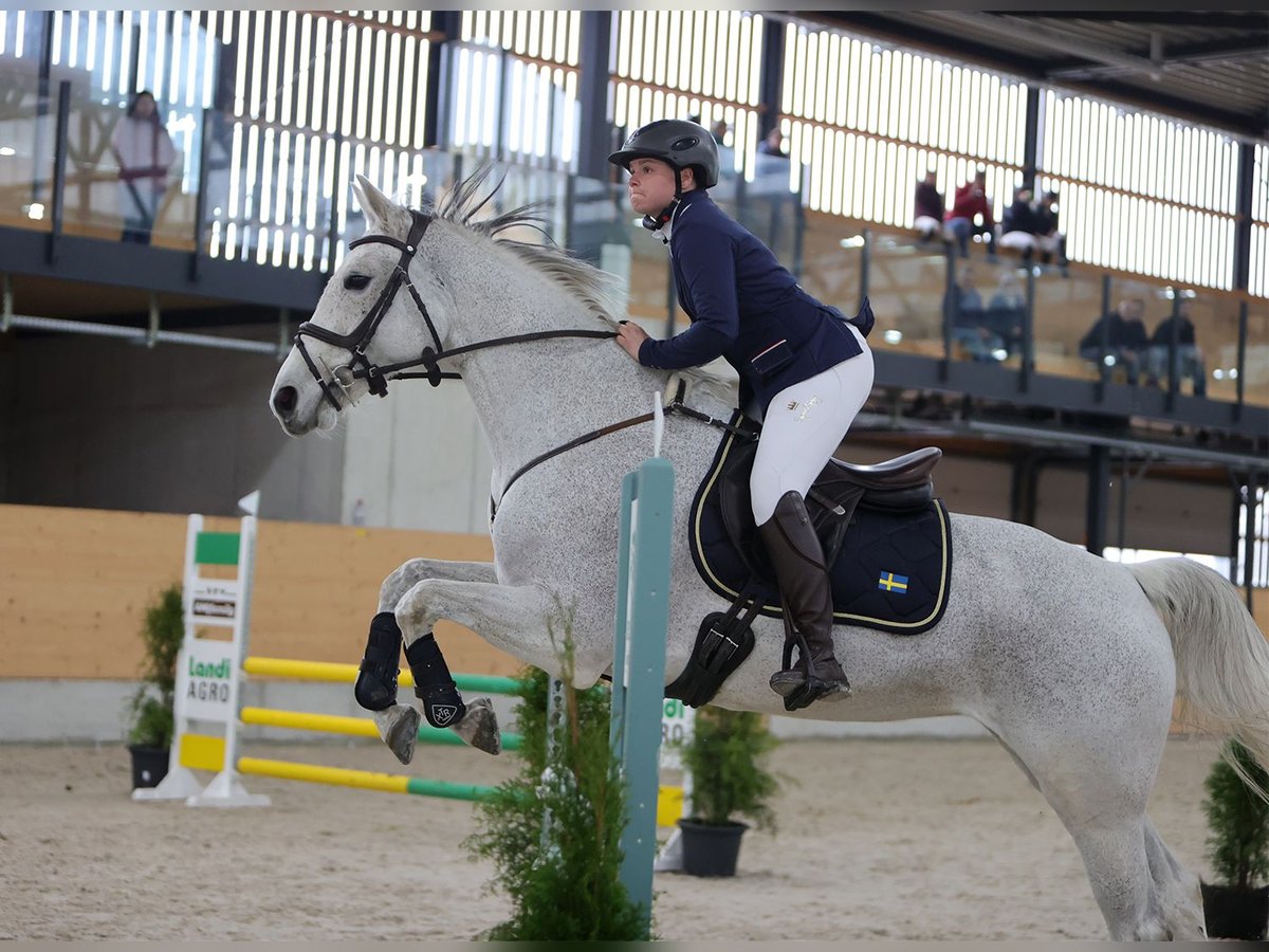 Oldenburg-International (OS) Mare 13 years 16 hh Grey in Aarburg