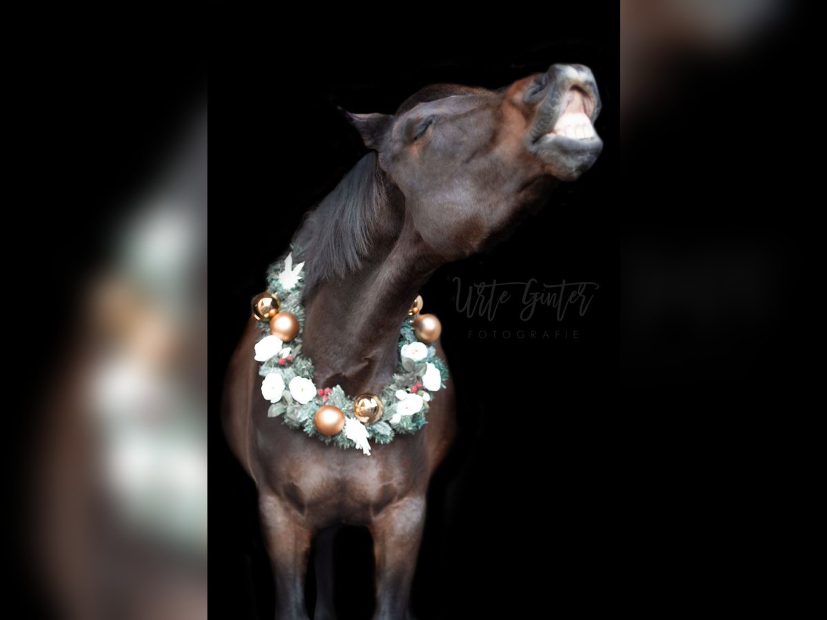 Oldenburg-International (OS) Mare 14 years 16,1 hh Brown in Braunschweig