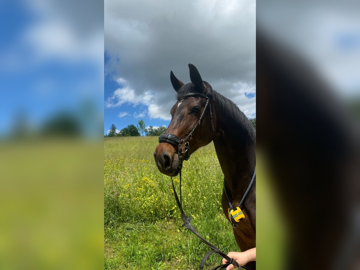 Oldenburg-International (OS) Mare 14 years 16,2 hh Bay-Dark in Oberwil BL