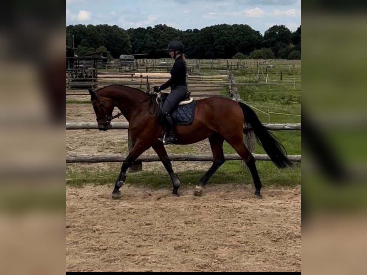 Oldenburg-International (OS) Mare 15 years 16,1 hh Brown in Aurich