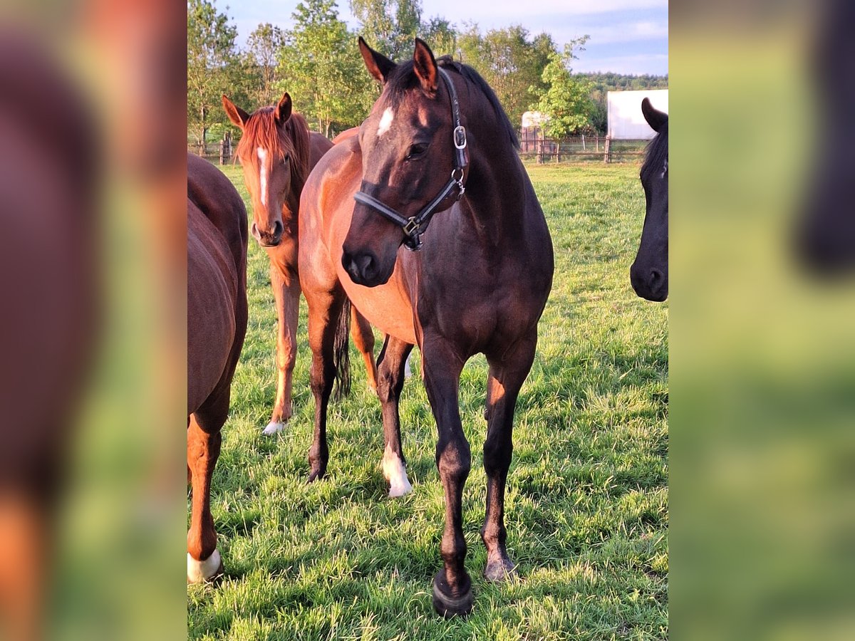 Oldenburg-International (OS) Mare 16 years 16,1 hh Bay-Dark in Rehburg-Loccum M&#xFC;nchehagen