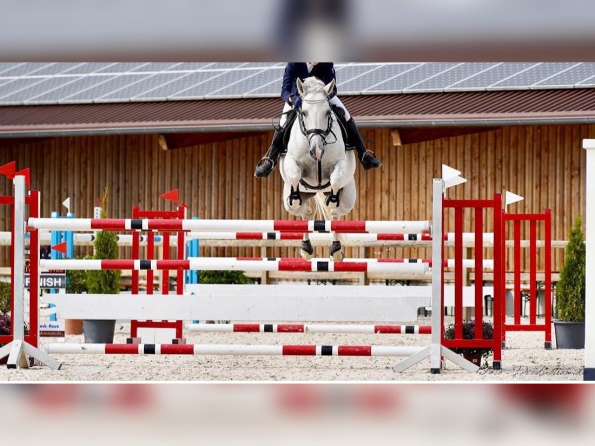 Oldenburg-International (OS) Mare 18 years 16,3 hh Gray in Lindenberg im Allg&#xE4;u