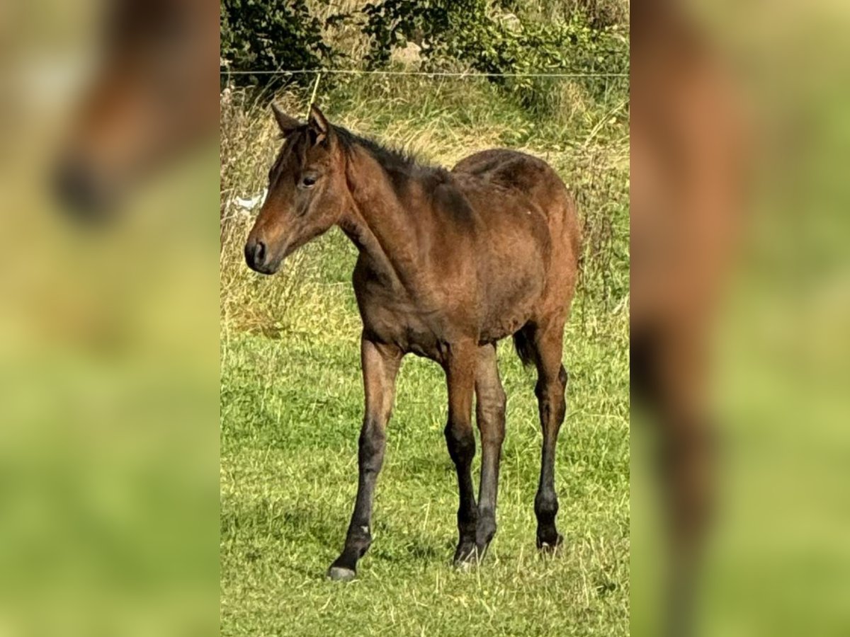 Oldenburg-International (OS) Mix Mare 1 year 16 hh Brown in B&#xE5;stad