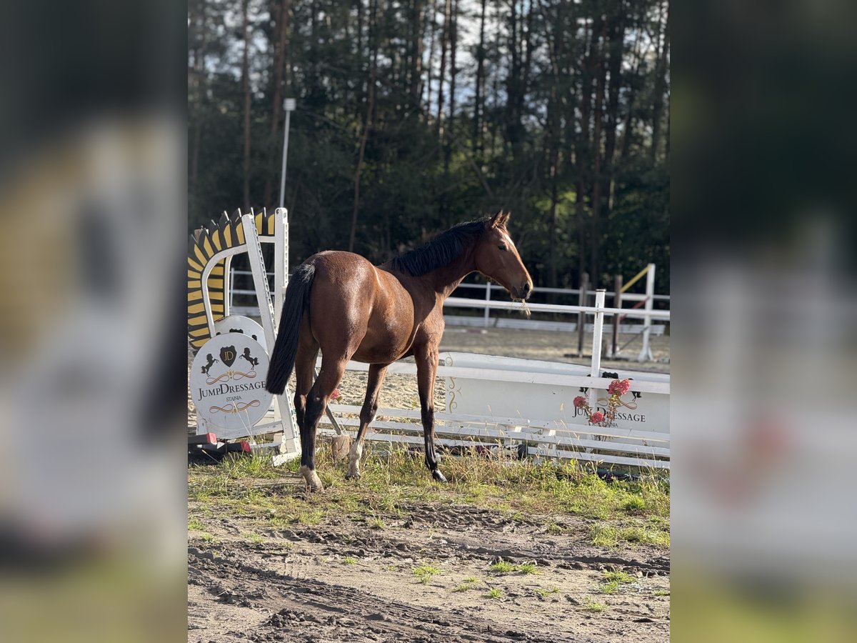 Oldenburg-International (OS) Mare 1 year 16,2 hh Bay in &#x17B;erocin