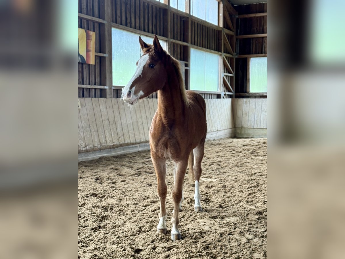 Oldenburg-International (OS) Mare 2 years 15,1 hh Chestnut-Red in Altusried