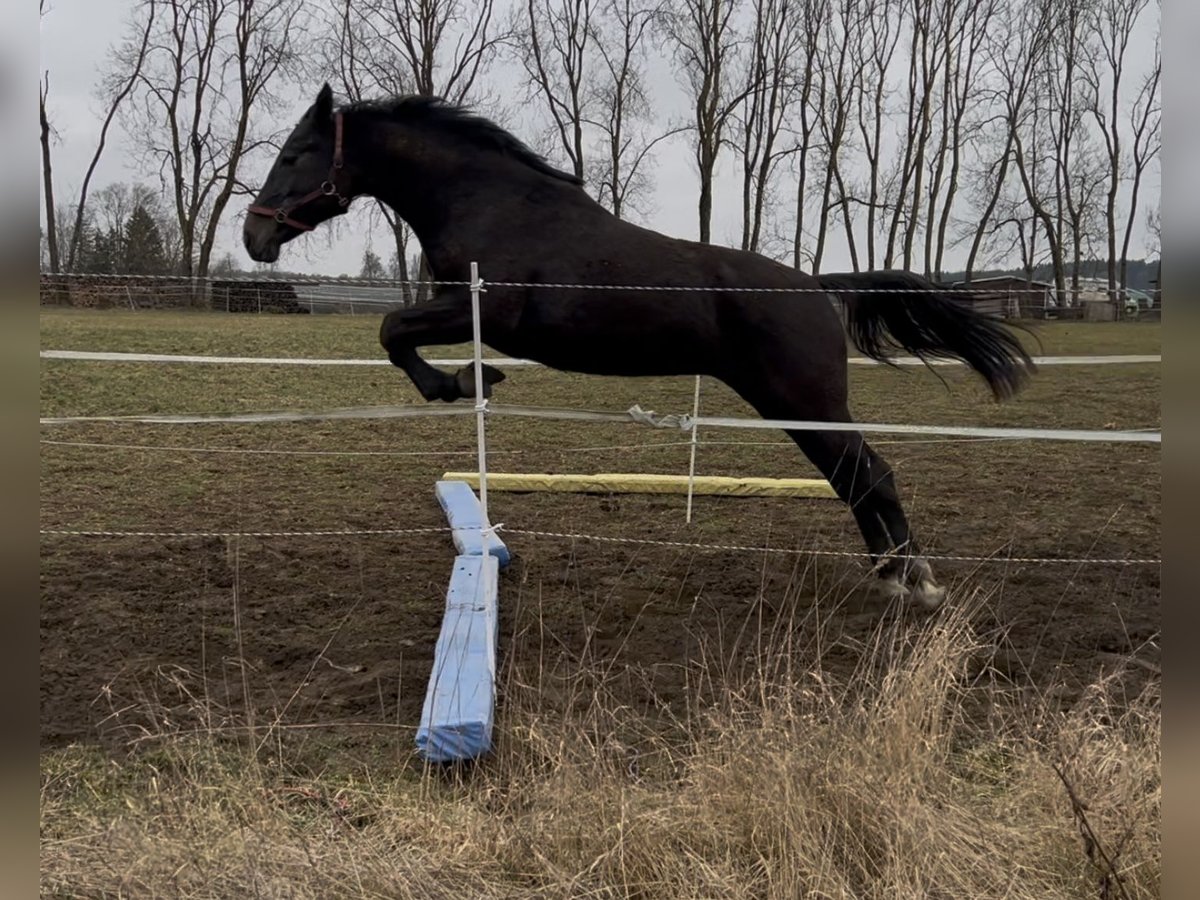 Oldenburg-International (OS) Mare 2 years 16,3 hh Gray-Dark-Tan in MünsingenMünsingen