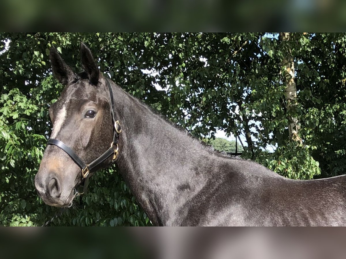 Oldenburg-International (OS) Mare 2 years 16,1 hh Can be white in L&#xE4;hden