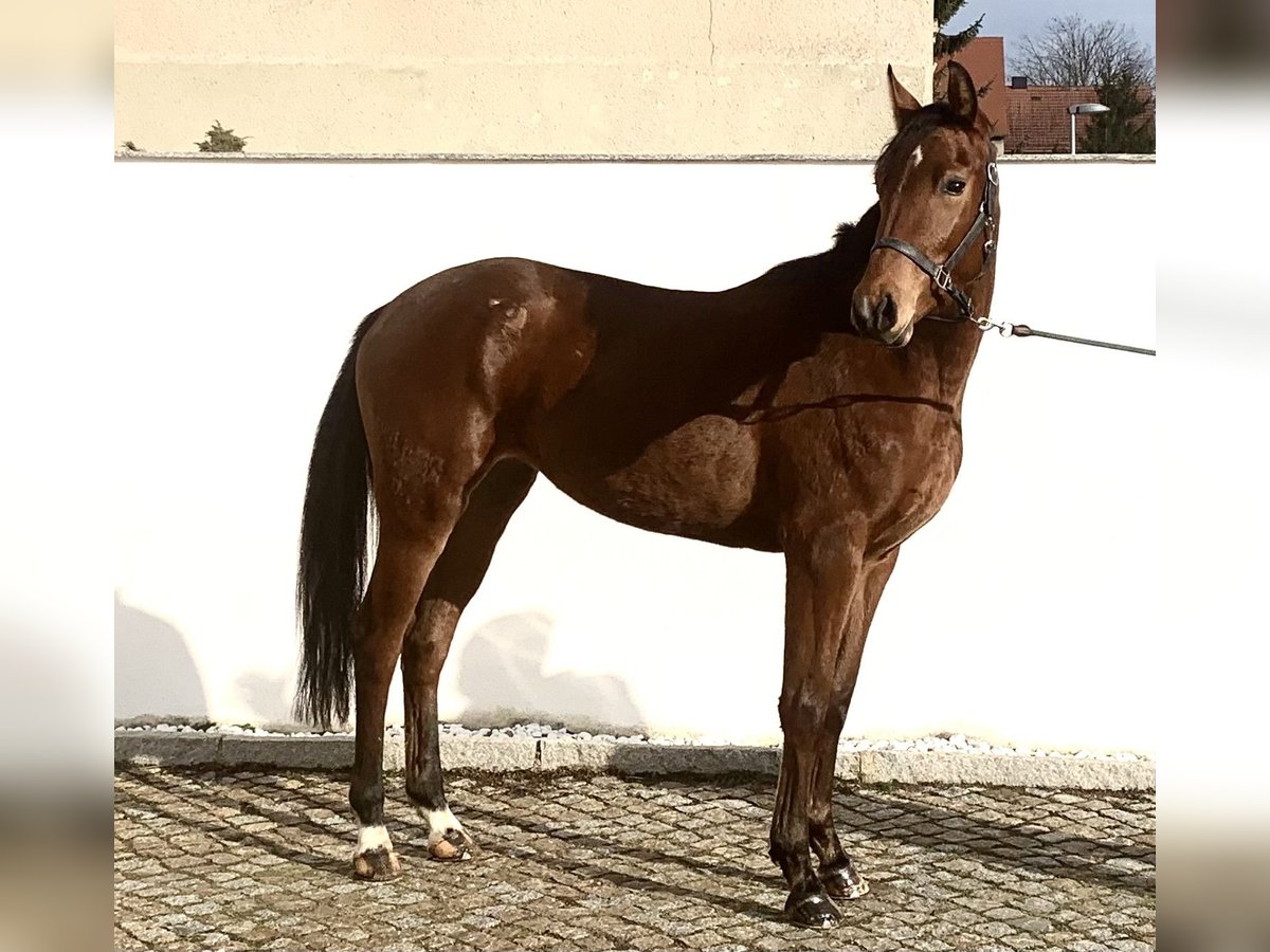 Oldenburg-International (OS) Mare 3 years 16 hh Brown in Klipphausen