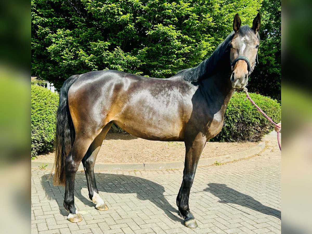 Oldenburg-International (OS) Mare 3 years 16,1 hh Brown in Z&#xFC;lpich