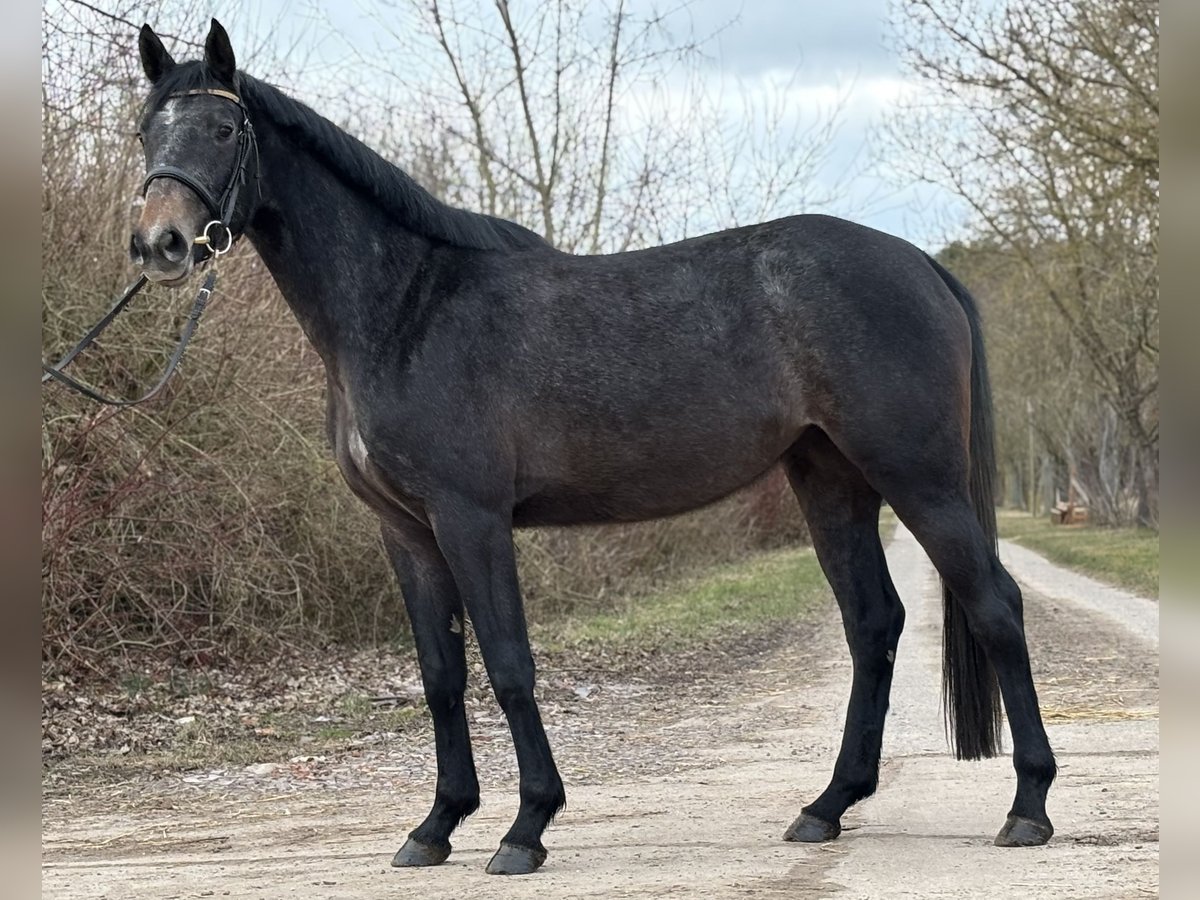 Oldenburg-International (OS) Mare 3 years 16,1 hh Grey in L&#xFC;btheen