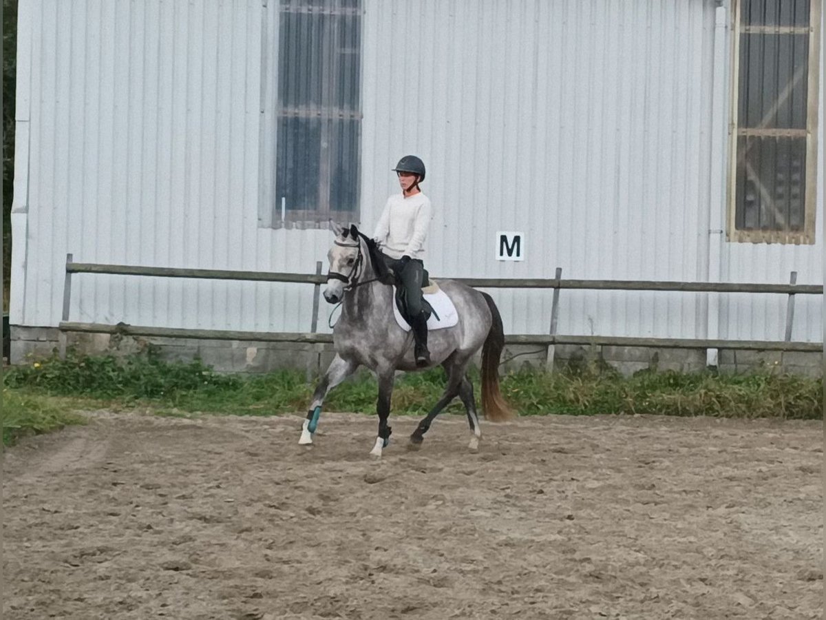 Oldenburg-International (OS) Mare 4 years 14,2 hh Grey in Lohbarbek
