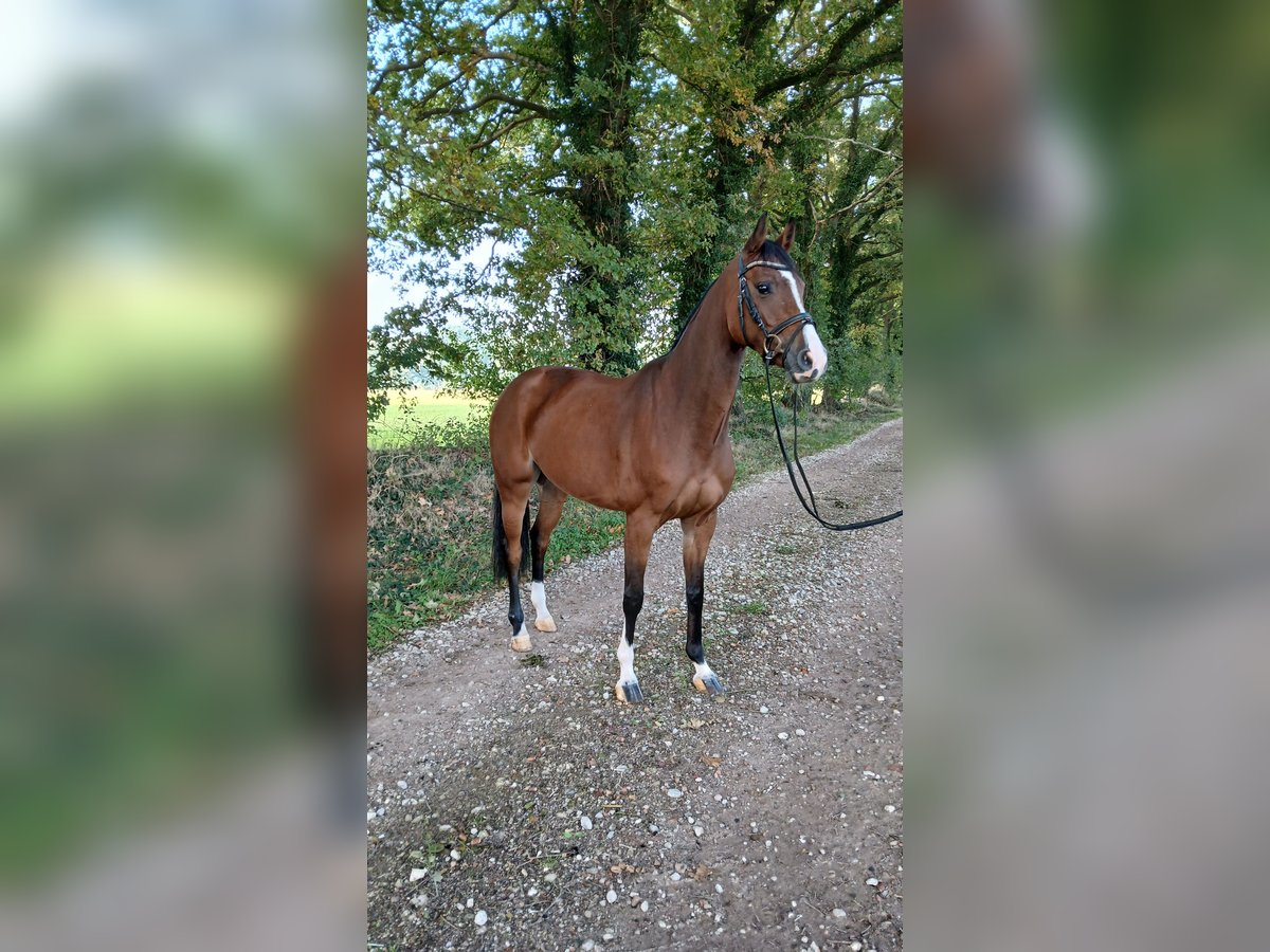Oldenburg-International (OS) Mare 4 years 15,2 hh Brown in Osterwald