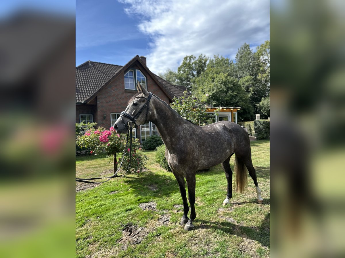 Oldenburg-International (OS) Mare 4 years 15,2 hh Grey-Dapple in Ganderkesee
